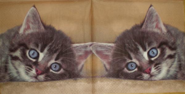 047 Katzen - 3-lagig - Stewo